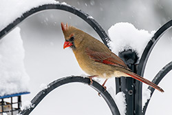 Photos Cardinal